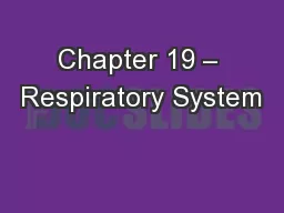 Chapter 19 – Respiratory System