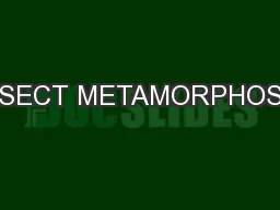 INSECT METAMORPHOSIS
