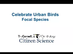 Celebrate Urban Birds