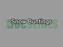 Snow Buntings
