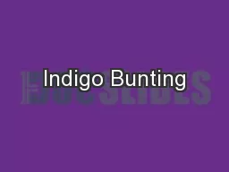 Indigo Bunting