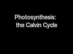 Photosynthesis: the Calvin Cycle