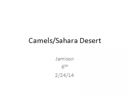 Camels/Sahara Desert