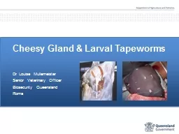 Cheesy Gland & Larval Tapeworms