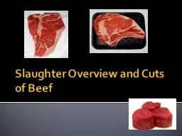 Slaughter Overview and Cuts of Beef