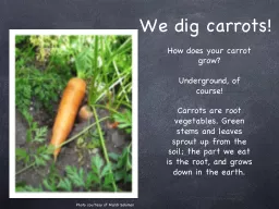 We dig carrots!