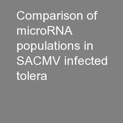 Comparison of microRNA populations in SACMV infected tolera