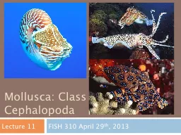 Mollusca: Class
