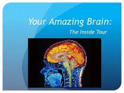 Your Amazing Brain: