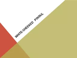 White-cheeked Pintail