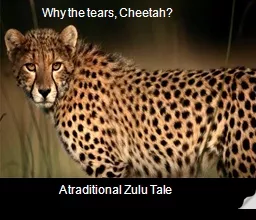 Why the tears, Cheetah?