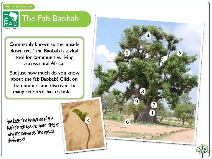 The Fab Baobab
