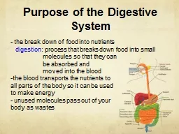 Purpose of the Digestive System