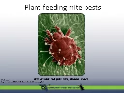 Plant-feeding mite pests