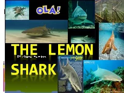 The Lemon Shark