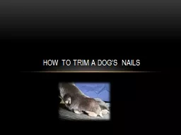 How to trim a dog’s nails