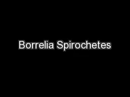 Borrelia Spirochetes