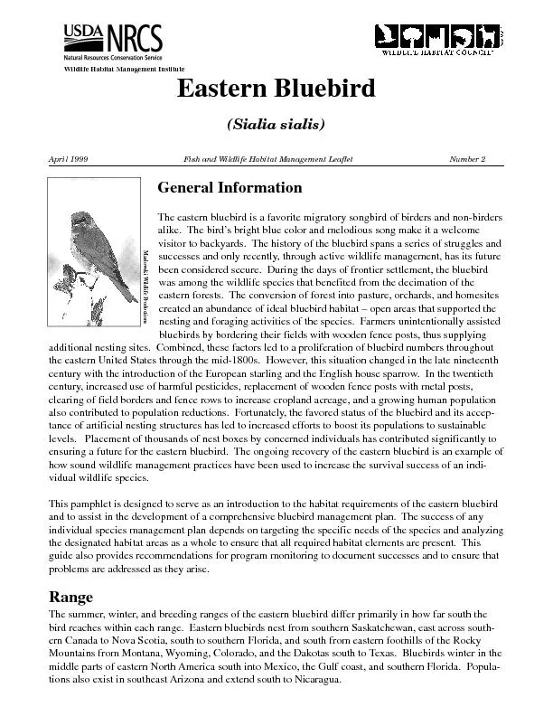 Eastern Bluebird(Sialia sialis)