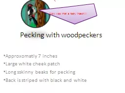 Pecking with woodpeckers