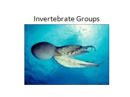 Invertebrate Groups