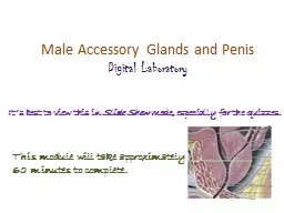 Male Accessory Glands and Penis