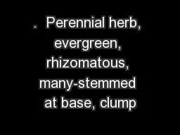 .  Perennial herb, evergreen, rhizomatous, many-stemmed at base, clump