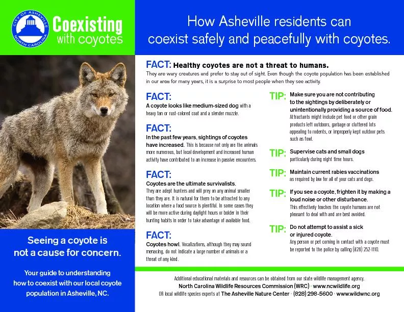 Healthy coyotes are not a threat to humans.