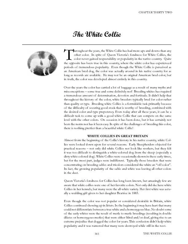 The White Collie