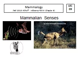 Mammalian Senses
