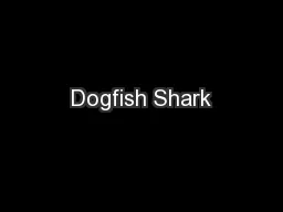 Dogfish Shark