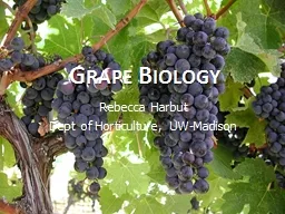 Grape Biology