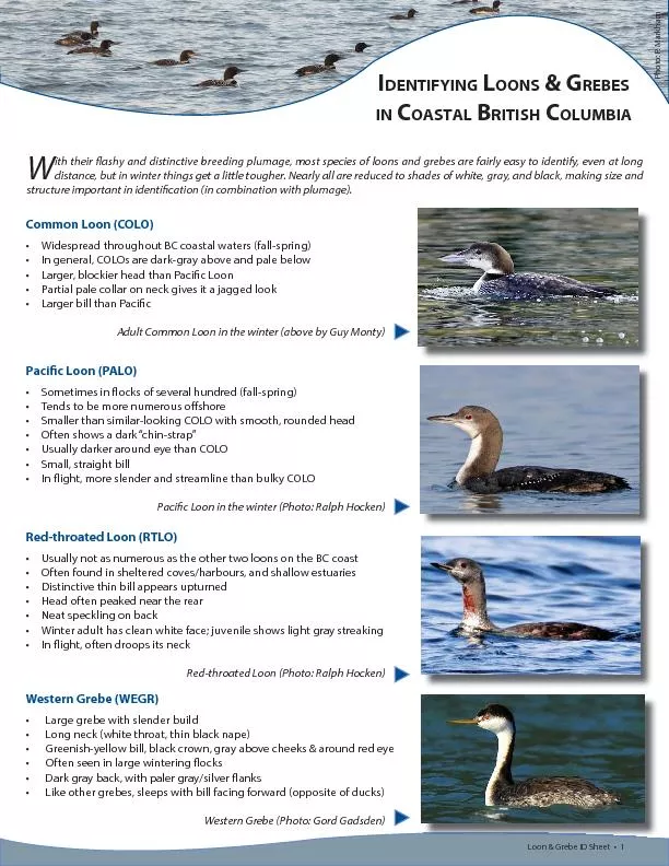 IDENTIFYING LOONS & GREBES