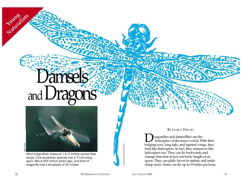 ragonflies and damselflies are the helicopters of the insect world. Wi