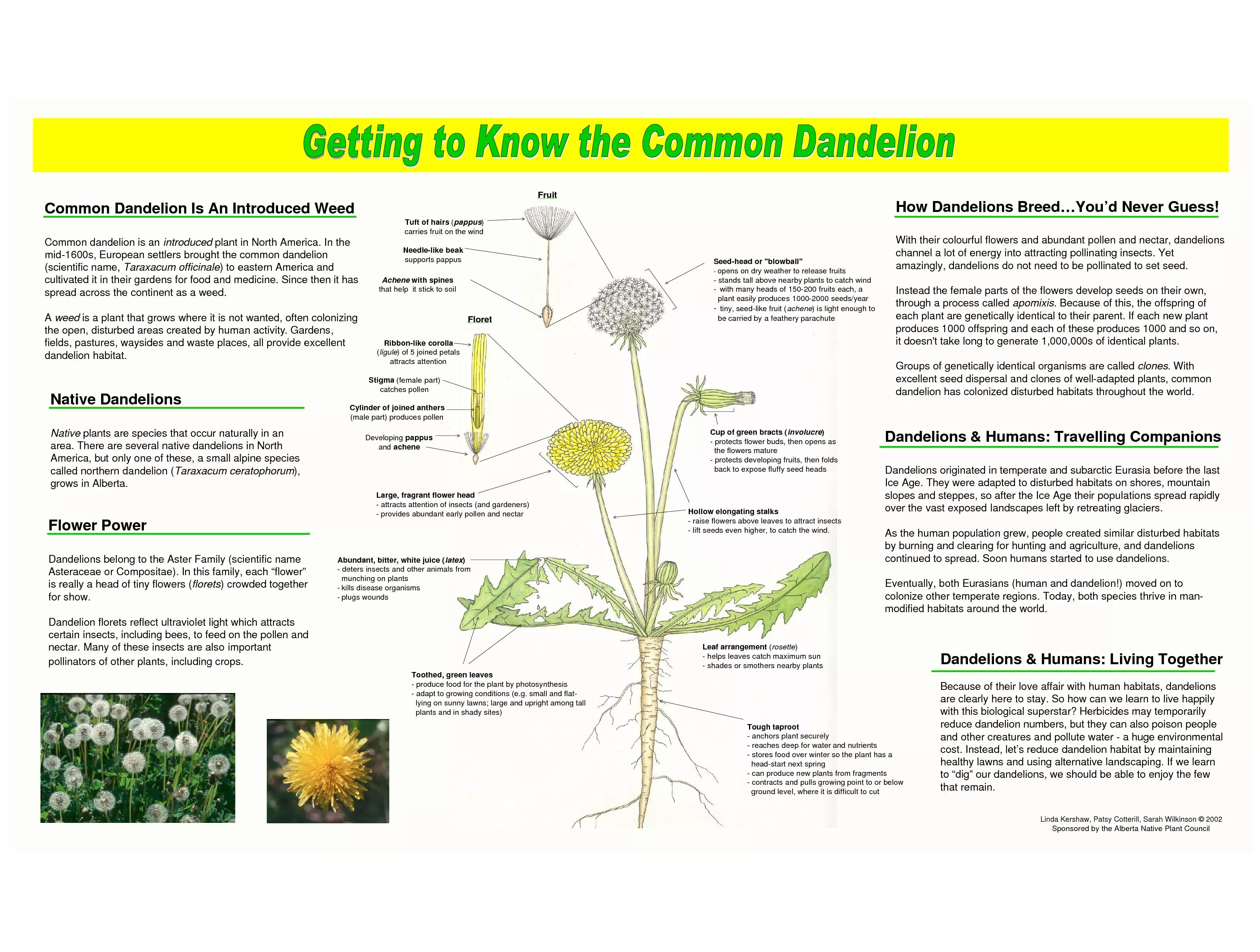 Native DandelionsNativeplants are species that occur naturally in an a