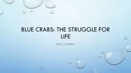 Blue crabs: the struggle for life