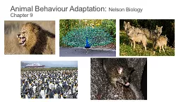 Animal Behaviour Adaptation: