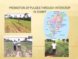 PROMOTION OF PULSES THROUGH INTERCROP