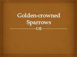Golden-crowned Sparrows