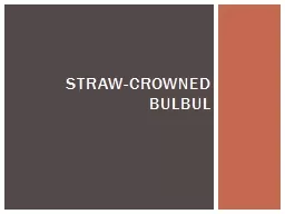 Straw-crowned Bulbul