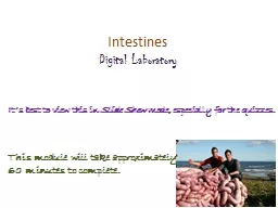 Intestines