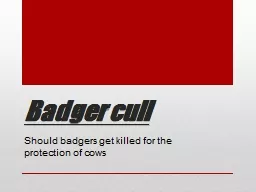 Badger cull