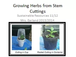 Growing Herbs from Stem Cuttings