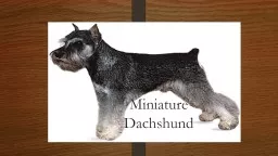 Miniature Dachshund