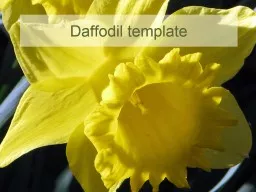 Daffodil template