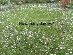 How many daisies?