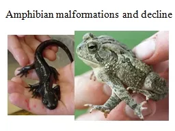 Amphibian malformations and decline
