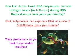 How fast do you think DNA Polymerase can add nitrogen bases