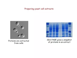 Preparing yeast cell extracts