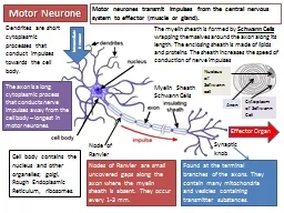 Motor Neurone