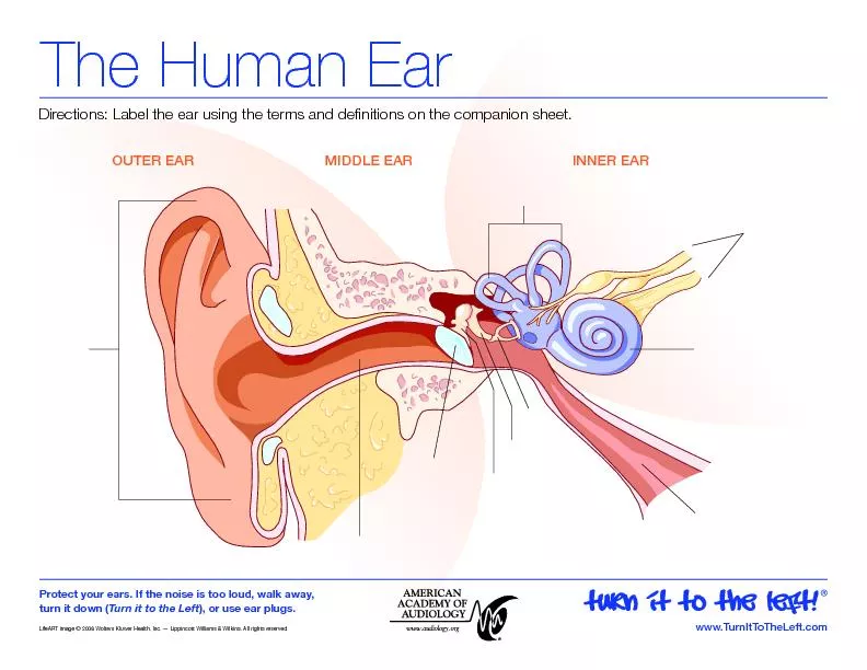 OUTER EARMIDDLE EARINNER EAR